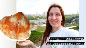 Брахиопода с Воробьëвых Гор Москвы 2024