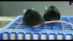 Как обратить старение вспять?