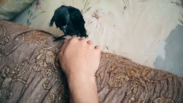 Галораптор пожирает руку человека. Деткам смотреть можно!