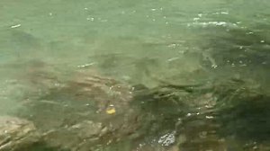 Поехали на экскурсию по следам бурого мишки, Джиппинг,горный драйв.