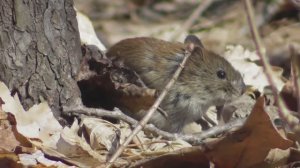 Рыжая полёвка ( Myodes glareolus )