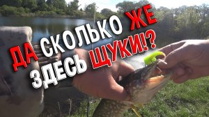 Да сколько же здесь щуки!? Раздача на микропруду