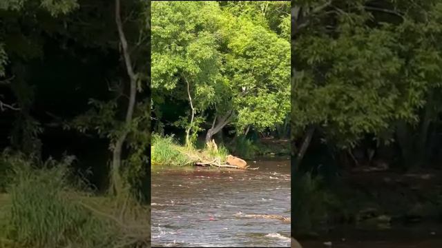 Медвежонок пришел полакомиться рыбкой на озеро Курильское на Камчатке во время нереста