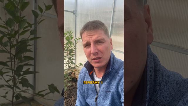 Вырастил яблоню из семечки