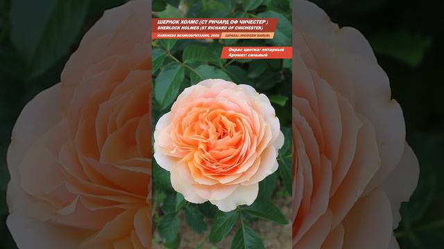 РОЗЫ В САДУ. ШЕРЛОК ХОЛМС (ИЛИ СТ. РИЧАРД ОФ ЧИЧЕСТЕР) Sherlock Holmes ОБЗОР СОРТОВ РОЗ