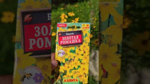 Биденс - золотая ромашка.🌻