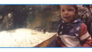 Москвариум, 2015.