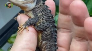 Крокодиловый сцинк. Часто задаваемые вопросы❓❓❓