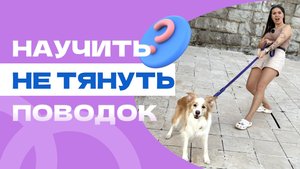 КАК НАУЧИТЬ СОБАКУ НЕ ТЯНУТЬ ПОВОДОК?
