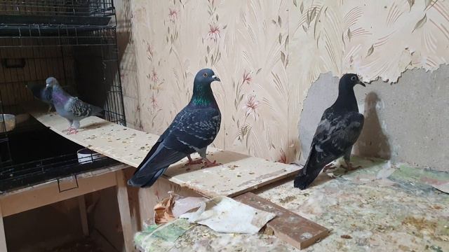 Голубёнок Бабайка переезжает в комнату к птицам