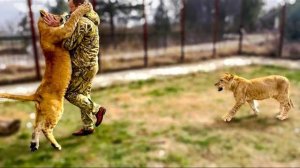 Молодой лев резко прыгнул на Олега Зубкова, но не расчитал своих сил и ПЕРЕВЕРНУВШИСЬ УПАЛ!