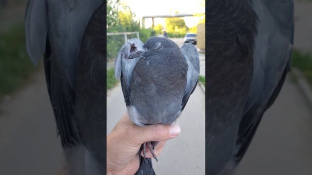 Что делать, если видишь нелетающую гульку #голуби #птицы #pigeon #помощьживотным