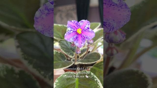 Rivermist OohLaLa химерный вариант.