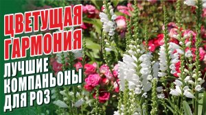 ЛУЧШИЕ КОМПАНЬОНЫ ДЛЯ РОЗ. С ЧЕМ ПОСАДИТЬ РОЗЫ? ГАРМОНИЧНЫЕ СОЧЕТАНИЯ В РОЗАРИИ. РОЗЫ В САДУ.