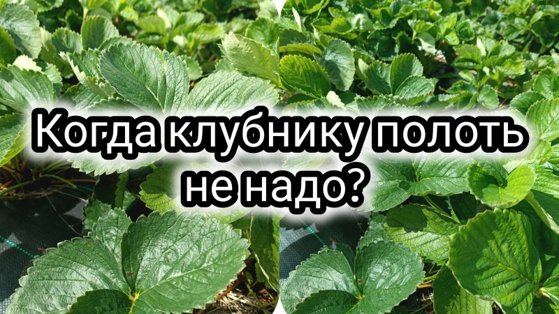 Когда клубнику полоть не надо