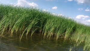 ловля раков руками в пойме Астраханской области 2021