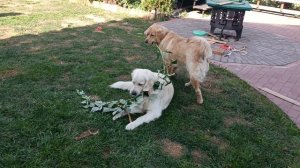 иди пообедай, мы дальше сами