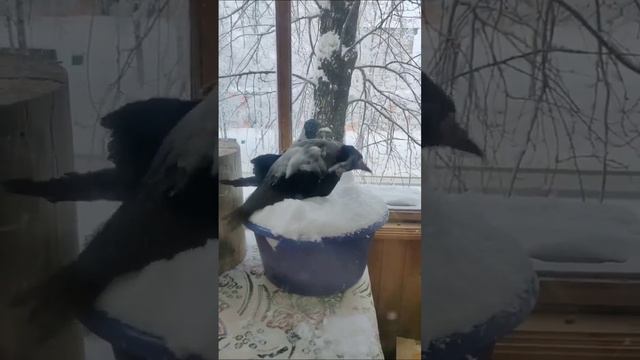 Домашняя ворона Кирюша купается в снегу #ворона #врановые #птицы #crow