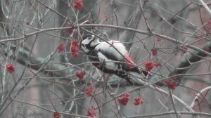 Самка большого пёстрого дятла ( Dendrocopos major )