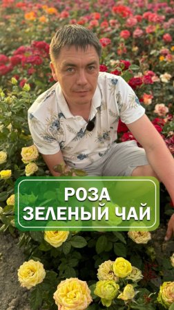 Экзотическая зеленая роза🌹