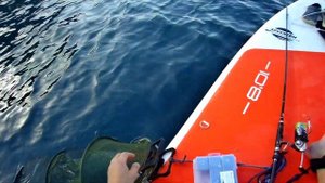 Рыбылка с сапа. Ставрида на пилькер. Чёрное Море.
