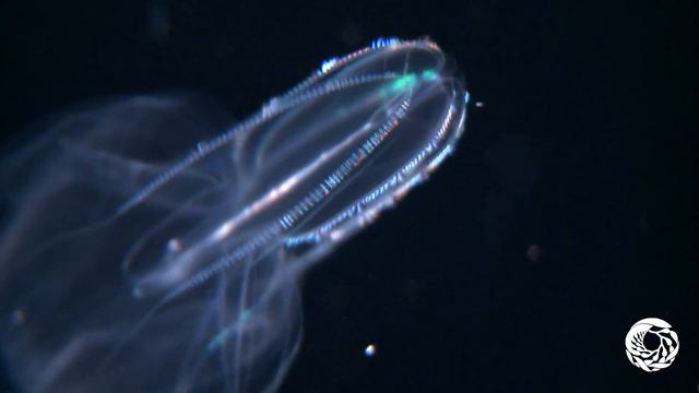 Гребневик Мнемиопсис (Mnemiopsis leidyi)