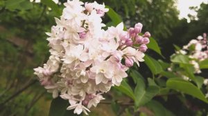 LILAC white pink delicate clouds miracle СИРЕНЬ- чудо белые и розовые нежные облака ЦВЕТОВ