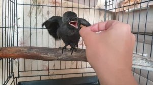 Ворона Капля и галчонок Хватайка. Кушать подано