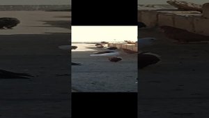 Мелитопольские голуби