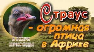 📗 "Страус - огромная птица в Африке" ~ СЛАЙДЫ | РАССКАЗ Христианский 👧☀️/ В МИРЕ ПРИРОДЫ