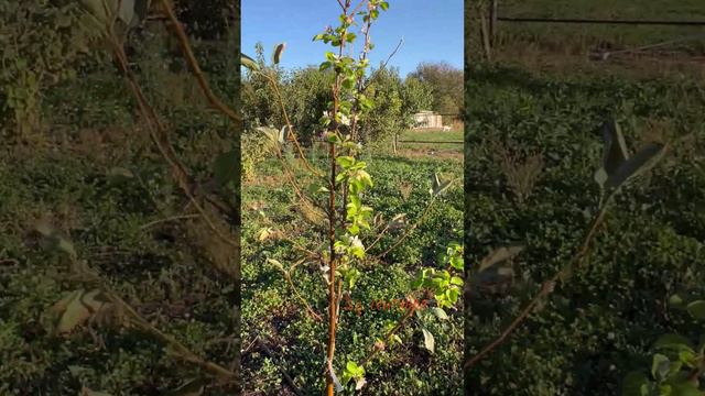 Осеннее цветение молодой яблони #белгородскаяобласть