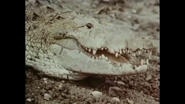 069. Щербаков меняет профессию (МОНСТРЫ 2) смотреть онлайн