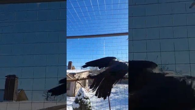 Зимняя ворона Капля и голуби #ворона #врановые #голуби #crow #pigeons