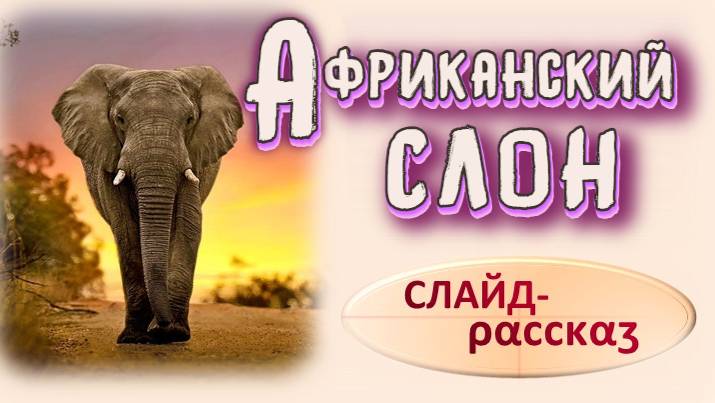 📗 "Африканский слон" ~ СЛАЙДЫ РАССКАЗ Христианский для ДЕТЕЙ 👧☀️В МИРЕ ПРИРОДЫ