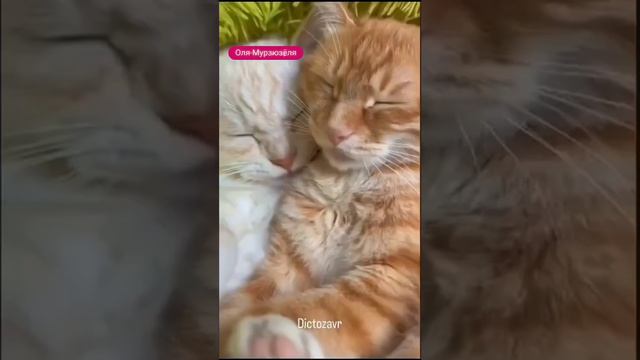 Хочу обидеться 😺