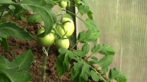 Майские помидорки