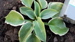 #дизайнсада #хоста #АлватинТейлор / Хоста Алватин Тейлор (лат. hosta Alvatin Tailor)