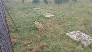 Крым 2022. Парк Тайган с Тёмкой 1