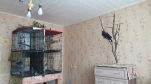 Жизнь наших птиц. Очень длинное видео. Без слов, только звуки животных. Включай и засыпай под него