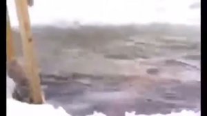 Чижика ищи неделю...