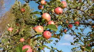 "Жизнь на пенсии".. Пересадила мяту, ездила на речку за яблоками🍎.