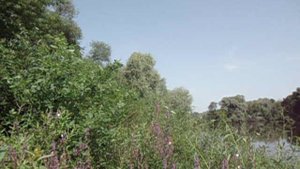 Цветет Плакун-трава. Пойма реки Десна. очень много бабочек! Красота!