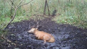 Видео фотоловушки