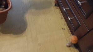 МИШКА И ГРИБЫ! ЗАДЕЛАЛСЯ БЛОГЕРОМ!