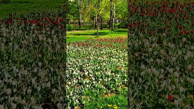 Белгород, сквер Южный. Belgorod, Yuzhny Square. белгород  #цветы #тюльпаны #belgorod   #flowers