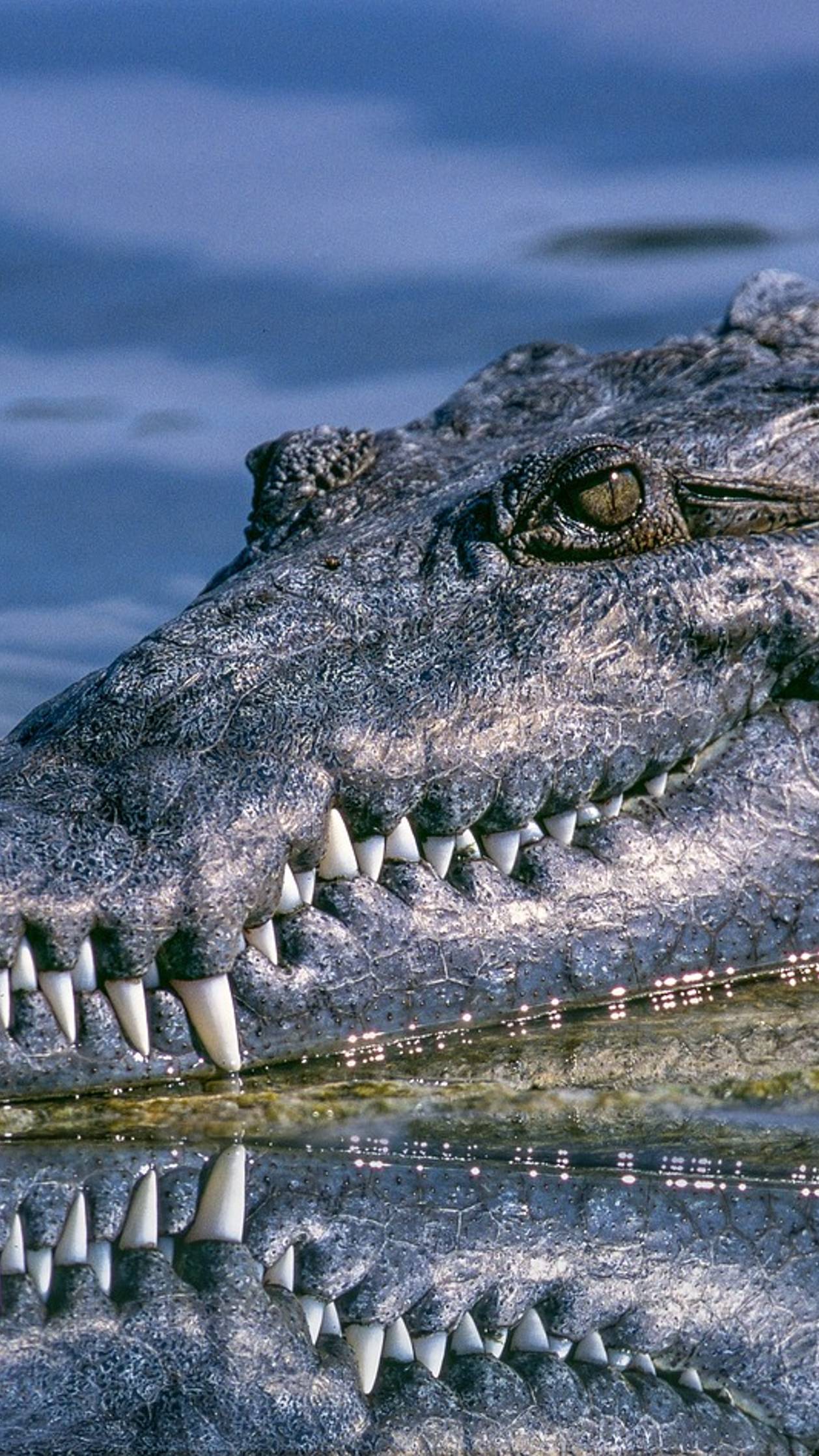 Krokodil