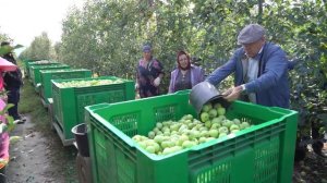 В Магарамкентском районе продолжается реализация масштабного проекта КФХ «Сад»