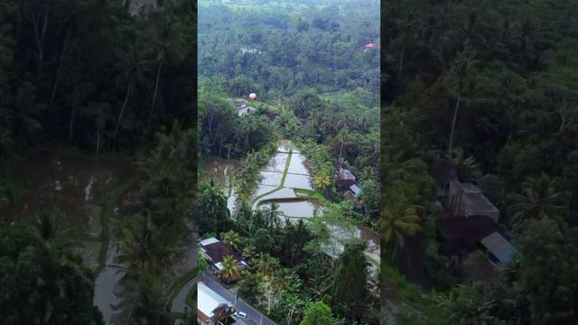 Рисовые террасы Тегаллаланг на острове Бали. Tegallalang Rice terraces in Bali  #убуд #bali #ubud