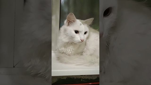 Замурчательный котик