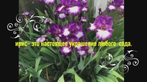 Ирисы,интересные факты
